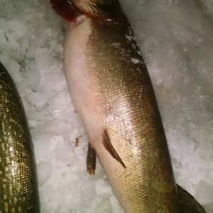 Meet your Posher, Wesley